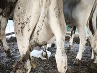 Bull, Swiss cattle — photo 3