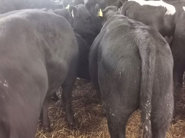 Bulle, Aberdeen-Angus