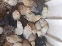 Chickens — फ़ोटो 6