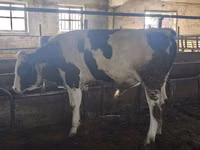 公牛, Simmental cattle — 照片 4