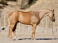 घोड़ा, Quarter Horse — फ़ोटो 2