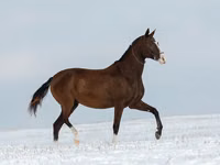 Азаргагүй морь, Akhal-Teke — 5 зураг