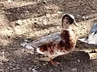 Ducks — الصورة 1