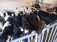 公牛, Simmental cattle — 照片 2