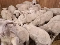 मेढ़ा, Merinoland sheep — फ़ोटो 1