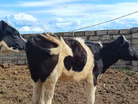 Vaca, Simmental cattle — foto 6