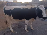 गाय, Russian Black pied cattle — फ़ोटो 2