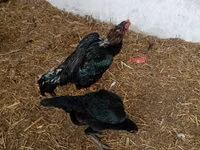 Shamo chickens — photo 2
