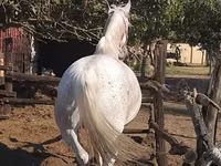 Азаргагүй морь, Lipizzaner — 2 зураг