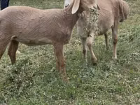 Хонь, Arashan sheep — 2 зураг