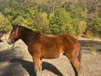公马, Međimurje horse — 照片 2