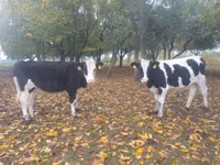 Kuh, Russian Black pied cattle — Foto 1