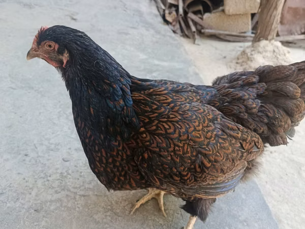 Barnevelder