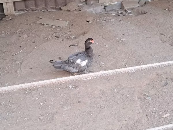 Ducks
