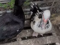 Ducks — 照片 4