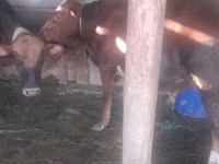 Bull, Cattle — photo 1