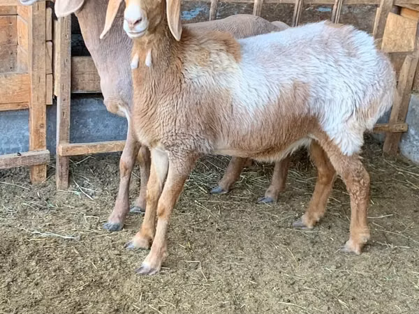 Oveja, Arashan sheep