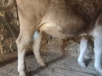 ثور, الماشية — الصورة 3