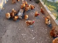 Chickens — 照片 1