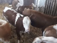 أبقار (دفعة، الجنس غير محدد), Simmental cattle — الصورة 3