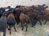 Widder, Blackheaded Persian sheep — Foto 1