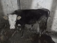 ثور, Russian Black pied cattle — الصورة 1