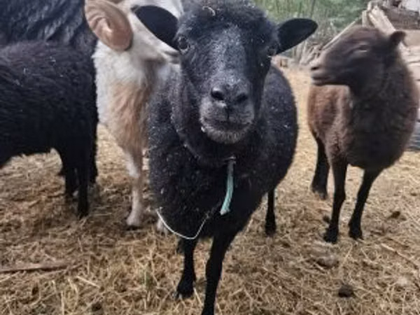 Sheep, Ouessant sheep