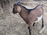 Billy Goat, Alpine goat — photo 1