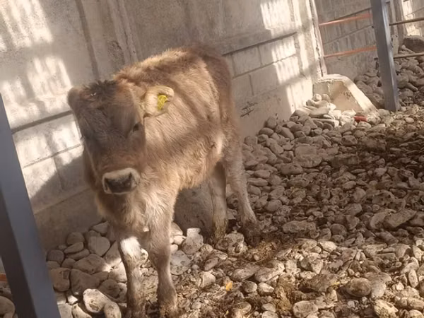 بقرة, Swiss cattle