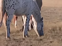 Horse (M), Priob horse — photo 1