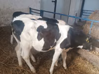 بقرة, Russian Black pied cattle — الصورة 5