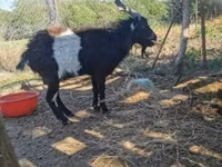 Ямааны ухна, Pomellata goat — 1 зураг