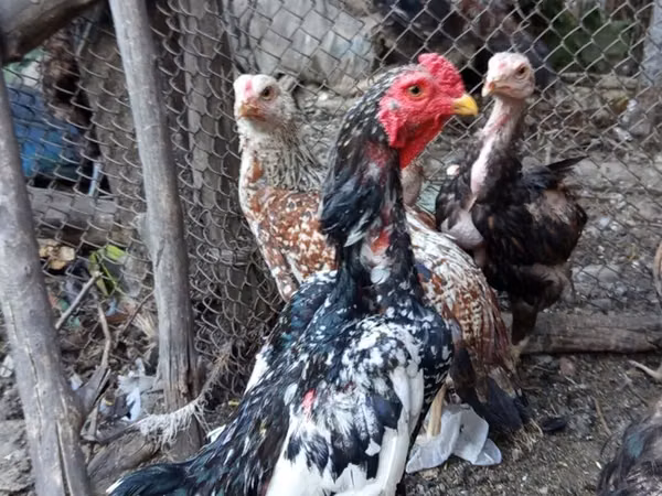Chickens