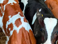 Cattle (batch, sex not specified), Russian Black pied cattle — photo 5