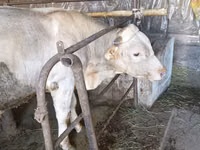 公牛, Swiss cattle — 照片 3