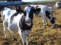 Kuh, Holstein-Rasse — Foto 2
