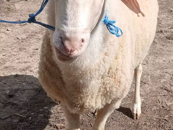 मेढ़ा, Assaf sheep