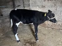 牛只（批次，未指定性别）, Russian Black pied cattle — 照片 2