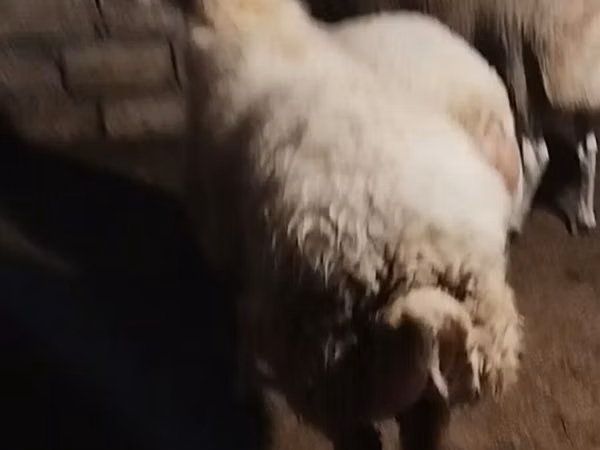 أغنام (دفعة، الجنس غير محدد), الأغنام