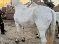 घोड़ी, Lipizzaner — फ़ोटो 3