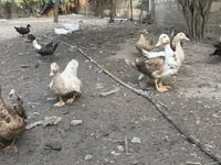 Ducks — Foto 5