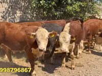 Bull, Red Belarusian cow — photo 1