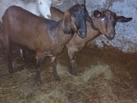 बकरी, Nubian Goat — फ़ोटो 2