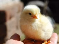 Chickens — फ़ोटो 7