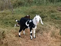 Goat, Beetal goats — photo 2