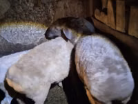 نعجة, Adal sheep — الصورة 3