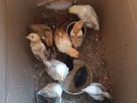 Chickens — 照片 3