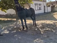 Horse (M), Hungarian horse breed — photo 2
