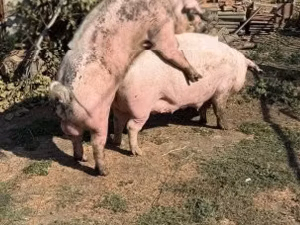 मादा सूअर, 
