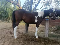 Азаргагүй морь, Kyrgyz Horse — 4 зураг